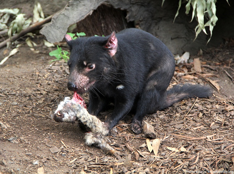 tasmanian devil eating