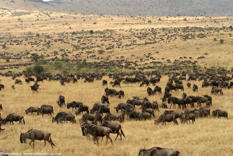 wildebeest herd