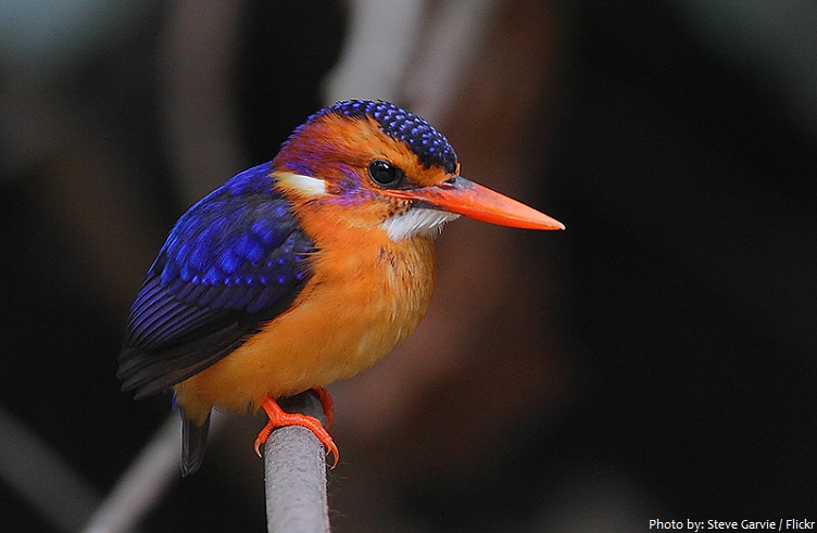 african pygmy kingfisher
