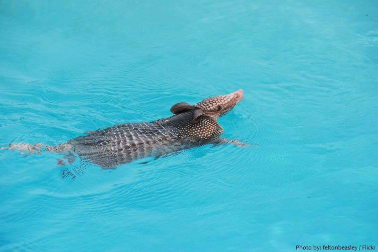 armadillo swimming