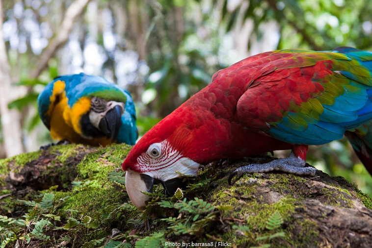 colombia birds