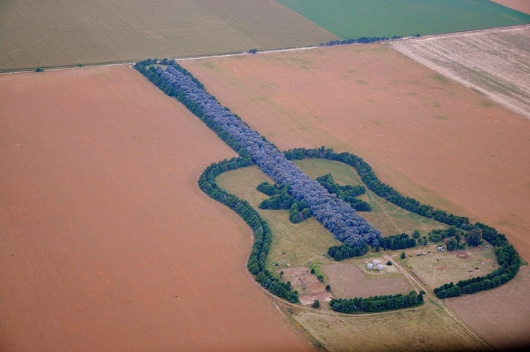 guitar shaped forest