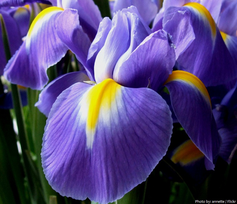 iris-flower-2