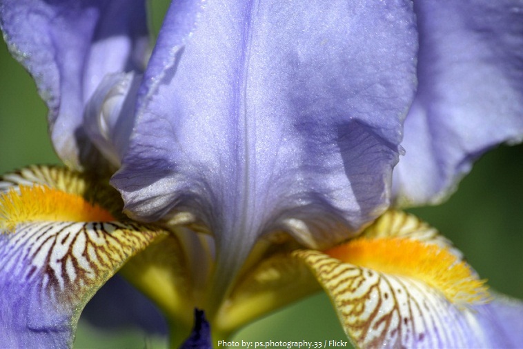 iris-flower-3