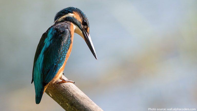 Interesting facts about kingfishers | Just Fun Facts