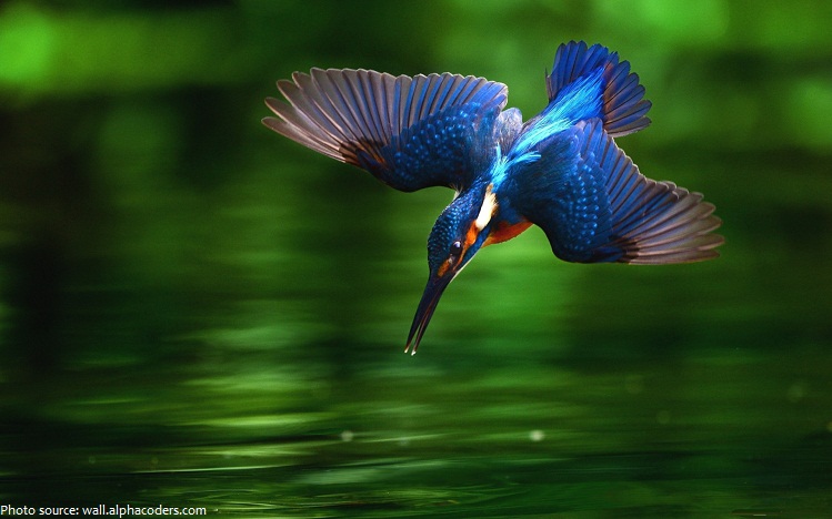 kingfisher-3