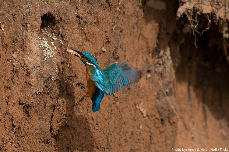 kingfisher burrow