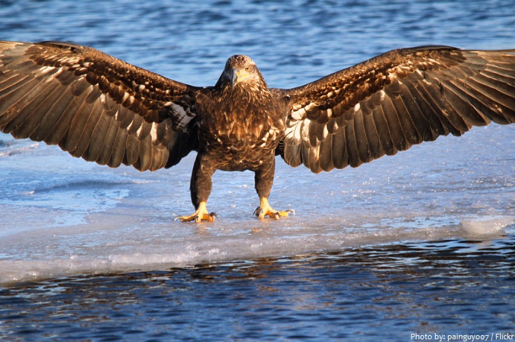 lake superior eagle