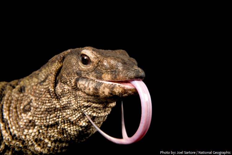 lizard tongue