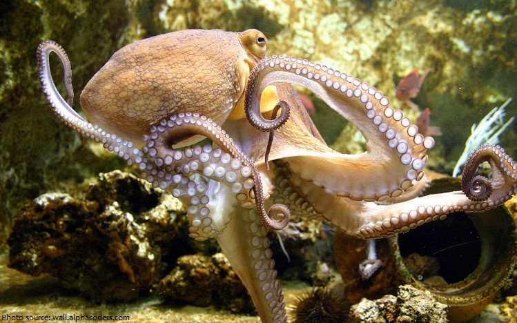 octopus-4