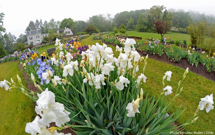 presby memorial iris garden