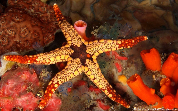 starfish-2