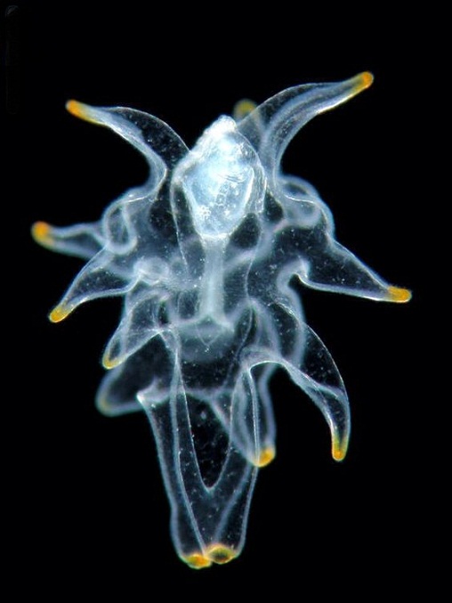 starfish larve