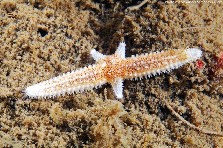 starfish regeneration