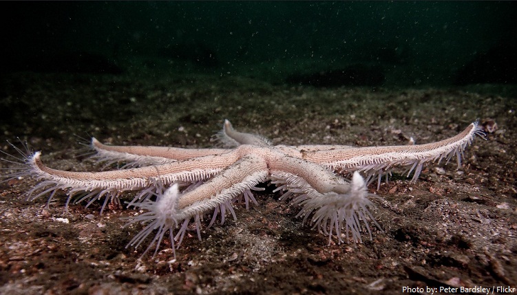 starfish tube feet