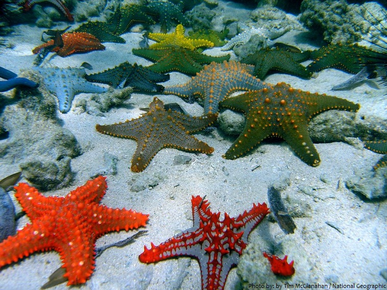 Interesting facts about starfish | Just Fun Facts