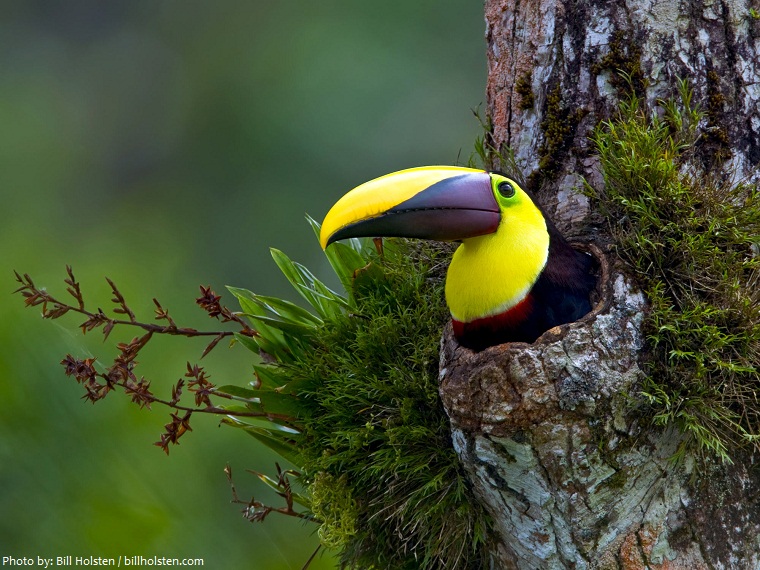 toucan nest