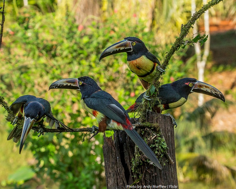 toucans flock