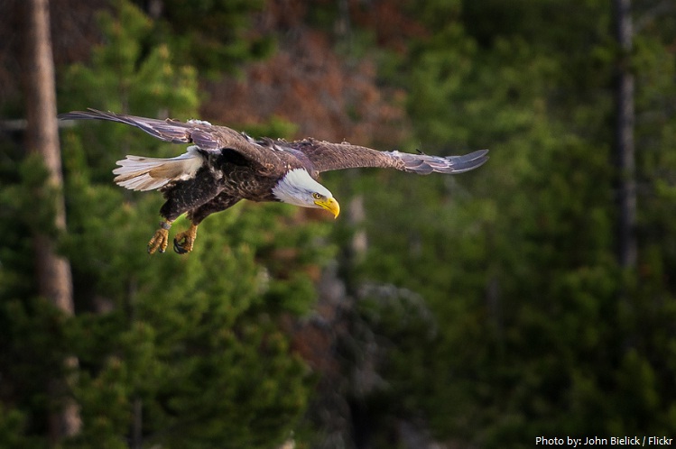 grand teton national park eagle