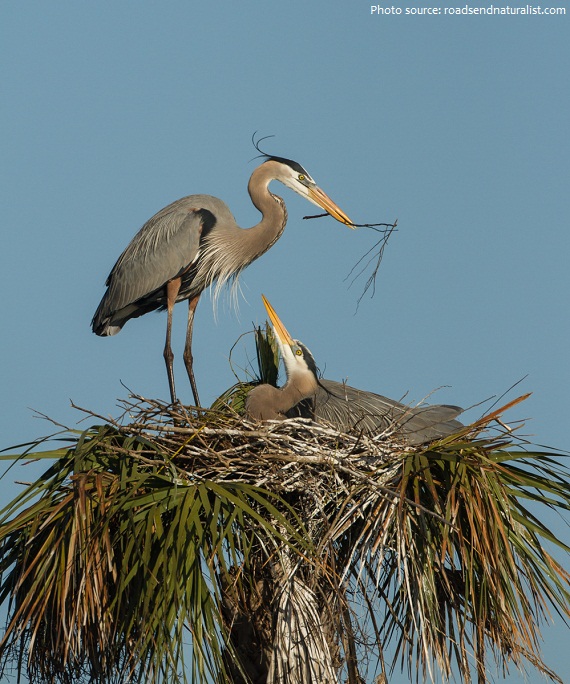 heron nest