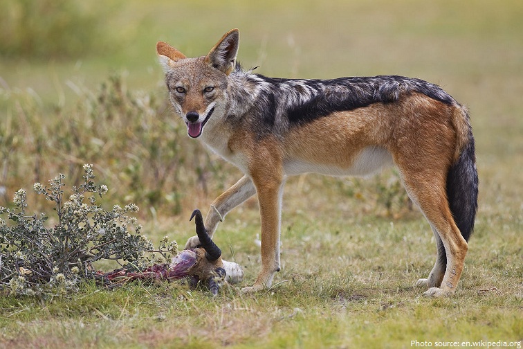 jackal eating