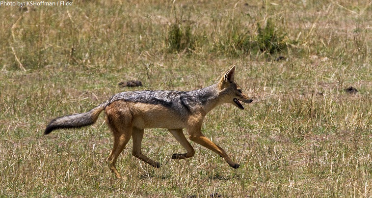 jackal running