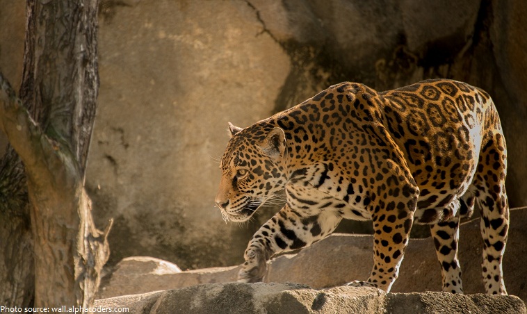 jaguar-3