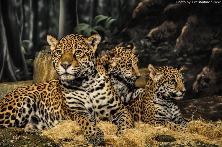 jaguar mother and cubs
