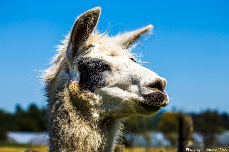 Interesting facts about llamas | Just Fun Facts