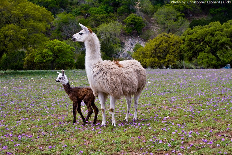 llama mother and baby