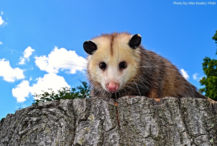 opossum-2