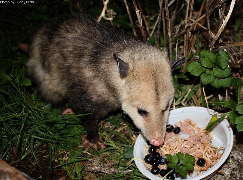 opossum eating
