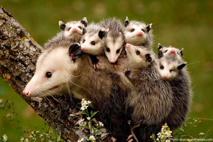 opossum mother and babies