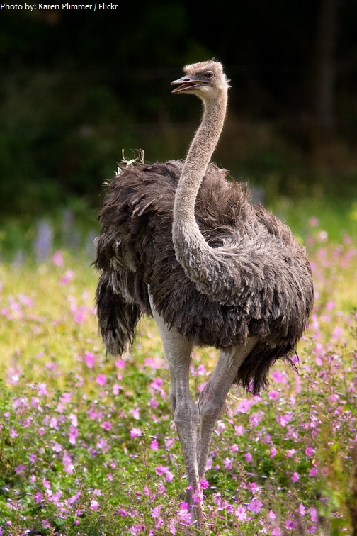 ostrich-2