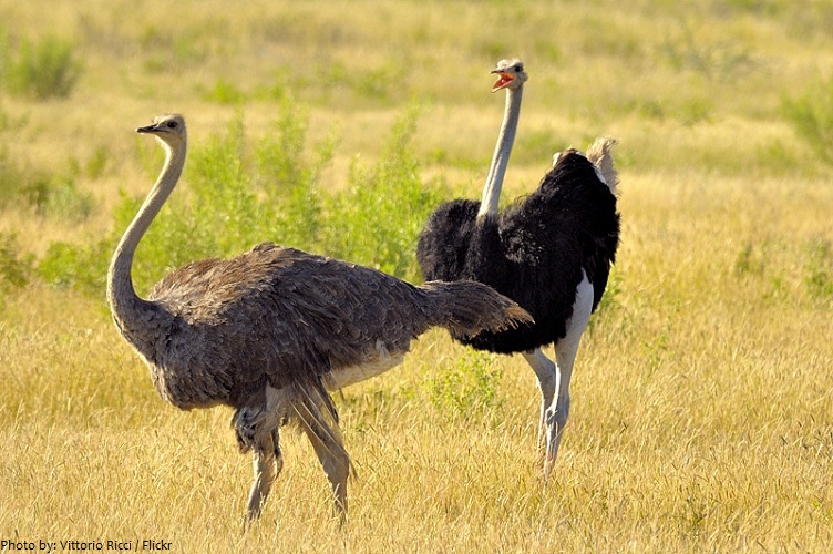 ostrich couple