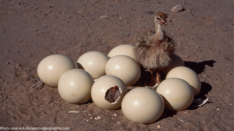 ostrich eggs chick