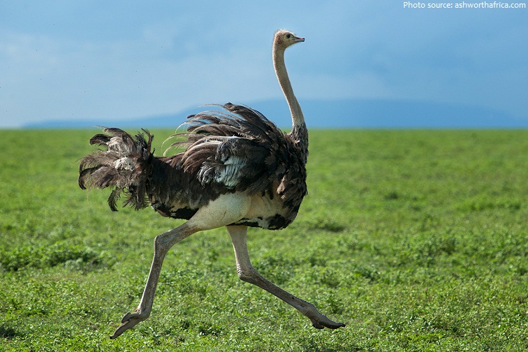 ostrich running