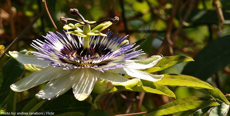 passiflora flower