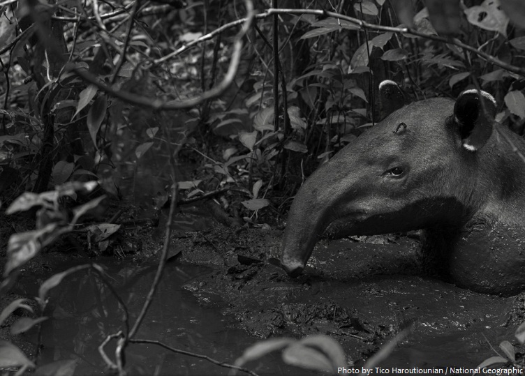 tapir-3
