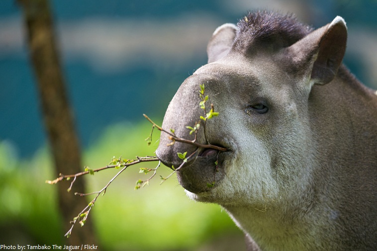 tapir eating