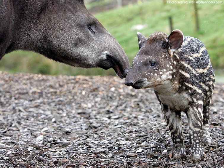 tapir mother and baby