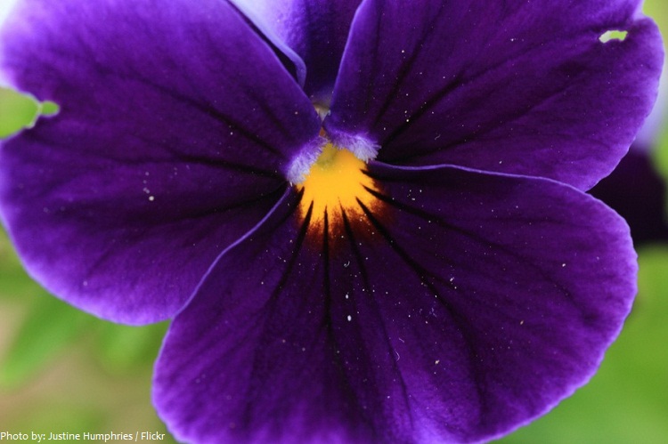 violets-3