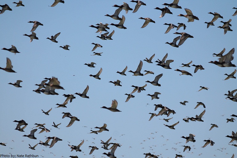 duck migration