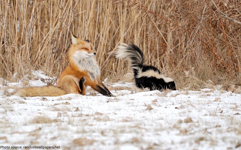 fox sprayed by the skunk