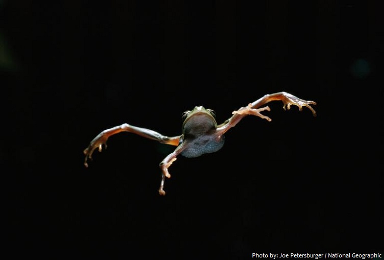 frog jump