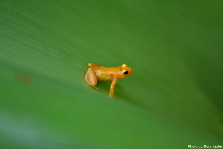 gold frog