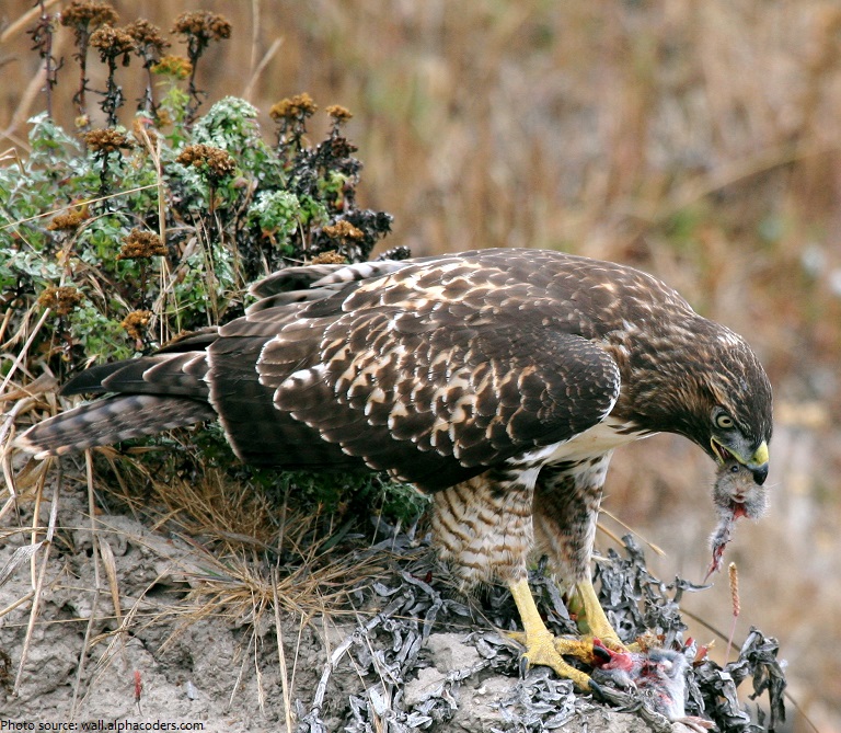 hawk eating prey