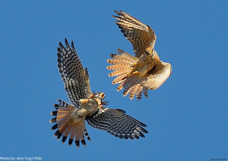 hawks courtship