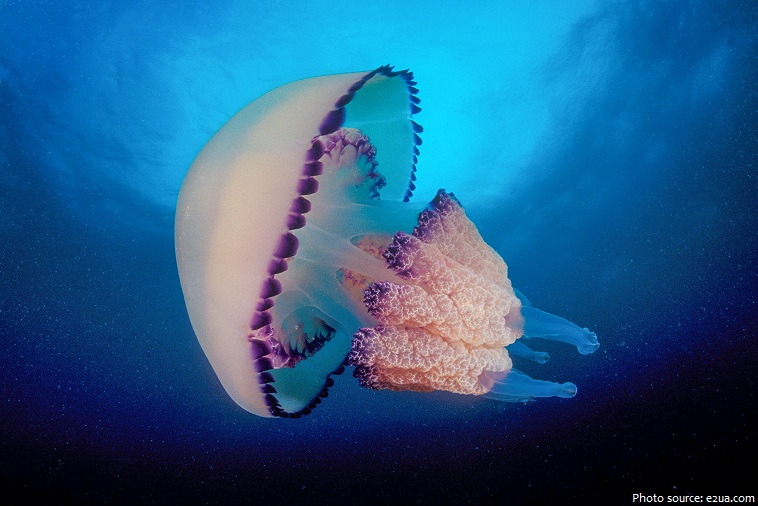jellyfish-3