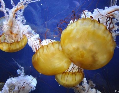 Interesting facts about jellyfish
